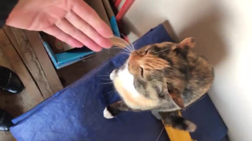 Give me a hand, a cat that's curvy