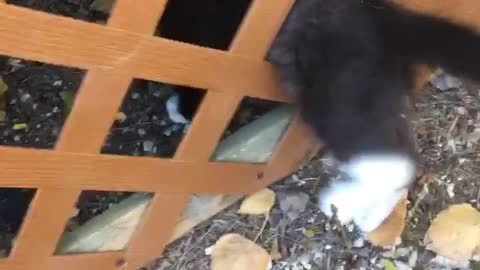 Cat gets stuck in fence and is not able to get out
