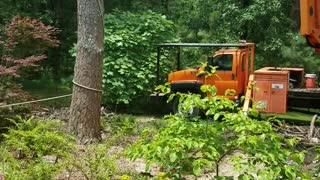 Tree Felling Fail