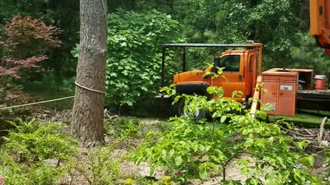 Tree Felling Fail