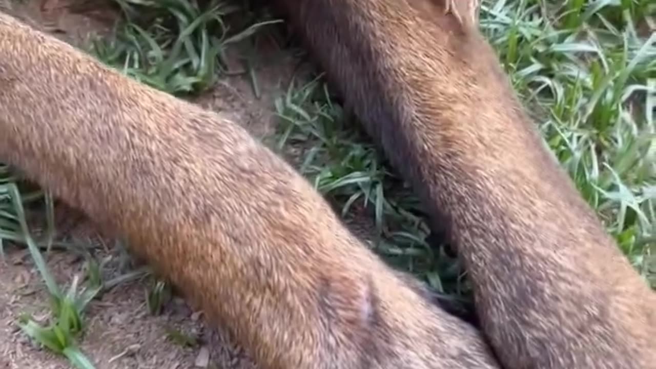 Dog made friends with little bird..🐕🐾🐦😍