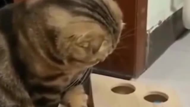 funniest cat | baby cat and dog | funny animals videos compilations #shorts (3)