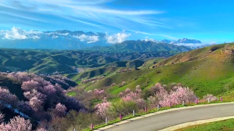 Apricot blossom