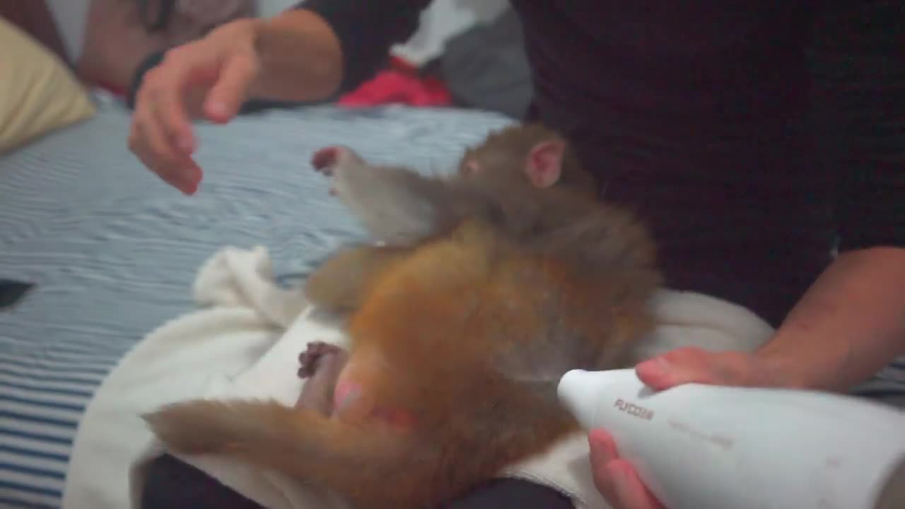 Smaller Monkey