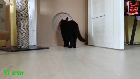 Cats vs Balloons the eternal strugle ! FunnyCats Mote