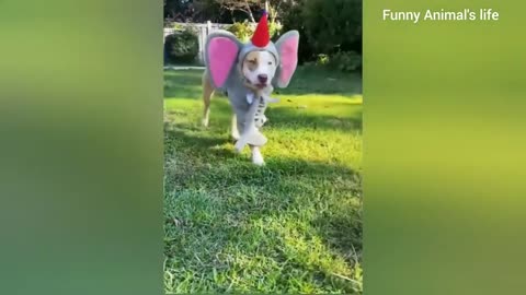 NEW Funny Animal Videos EVER 🥰 Funniest Cats and Dogs Videos 😺🐶 Uncontrollable Laughs Guaranteed! 😂