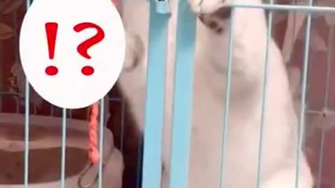 Best Funny Cat Videos 2022 #3