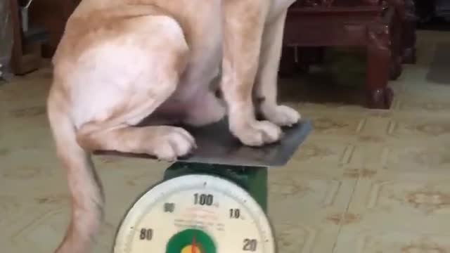 weight of dog after 2 year