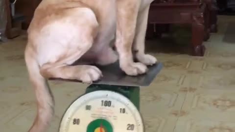 weight of dog after 2 year