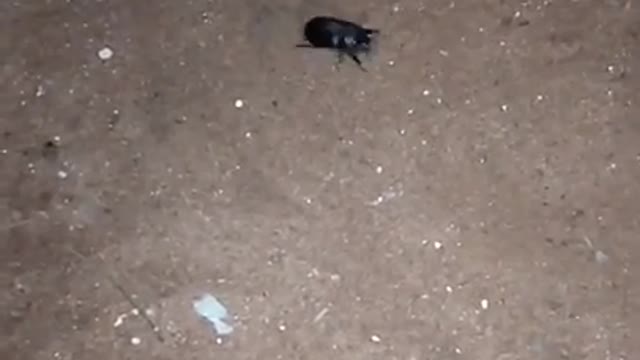 Cat vs Beetle.Cute cat catch beetle.Cat name is pappu.Animal shows