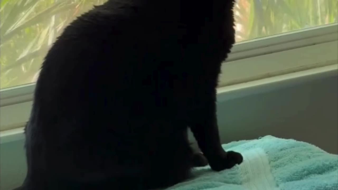 Cute Precious Piper is a Beautiful Sight in the Morning - Adopting a Cat from a Shelter Vlog #shorts