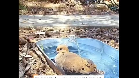 Animal 7