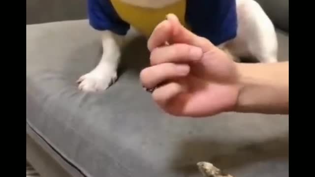 ๐คฉ๐Very ๐๐คชCute ๐๐Animals ๐๐