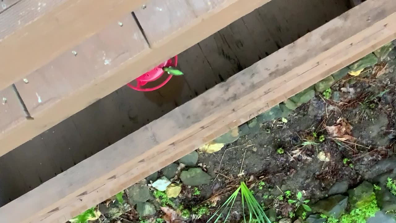 NW NC at The Treehouse 🌳 Our first hummingbird of the season 🐦 It’s the size of my thumb