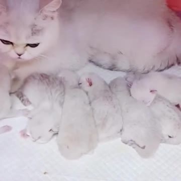 😍💓😍💓😍💓😍💓😍💓😍💓😍💓😍💓😍💓 #cats #shorts