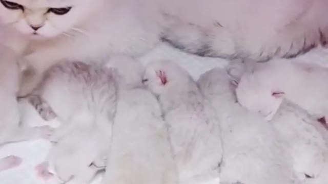 😍💓😍💓😍💓😍💓😍💓😍💓😍💓😍💓😍💓 #cats #shorts