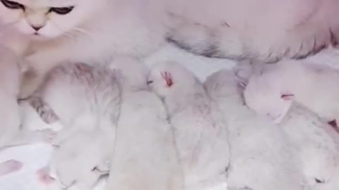 😍💓😍💓😍💓😍💓😍💓😍💓😍💓😍💓😍💓 #cats #shorts