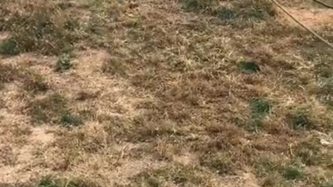 Video of the tiger