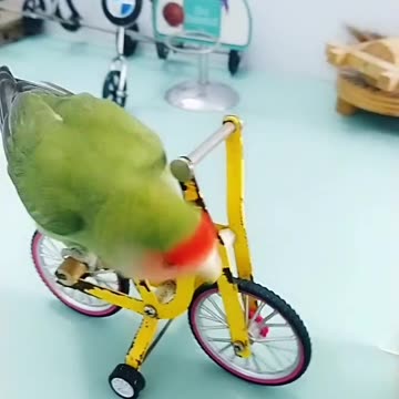Parrot Challenge