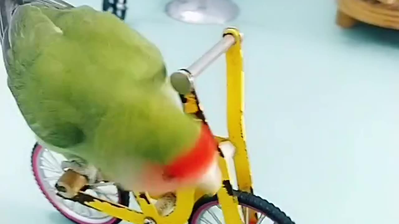 Parrot Challenge