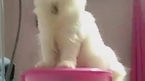 White Persian Kitten for Adoption #doglover #rescuestraydogs #cat #animals #instastrays