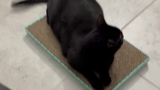 Precious Piper, Our Funny Cat, Loves Her New Scratching Pad #shorts