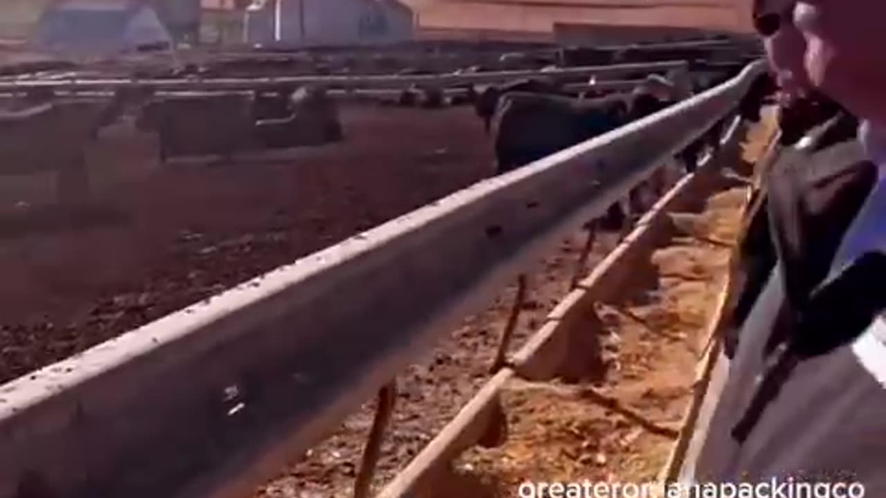 EAT BEEF to save the world!!!