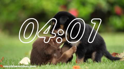 Cute Puppy Countdown