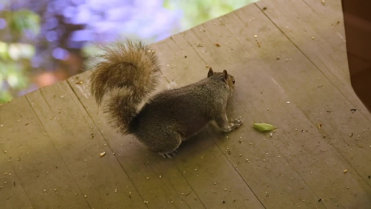 Squirrel eats fallen birdseed and looks at camera on a deck above a river