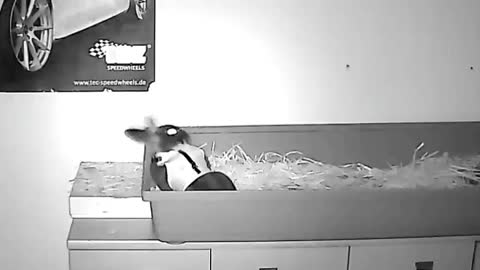 oops, he didn't expect that, LOL!