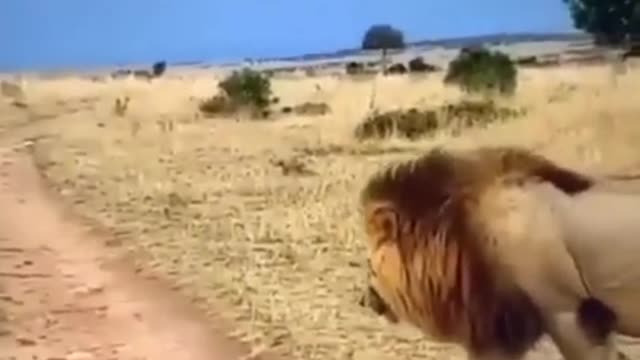 must watch video #lion