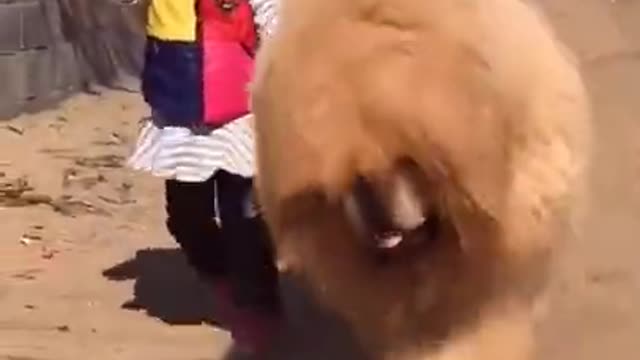 Wow So Cute Dogs And Funny Dog Video