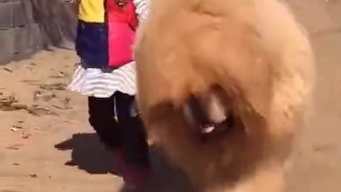 Wow So Cute Dogs And Funny Dog Video