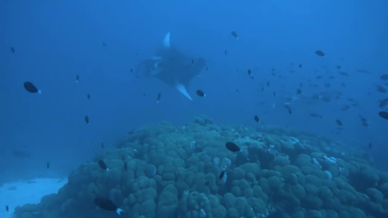 Manta Rays in the Maldives Islands - photographed by Meni Meller