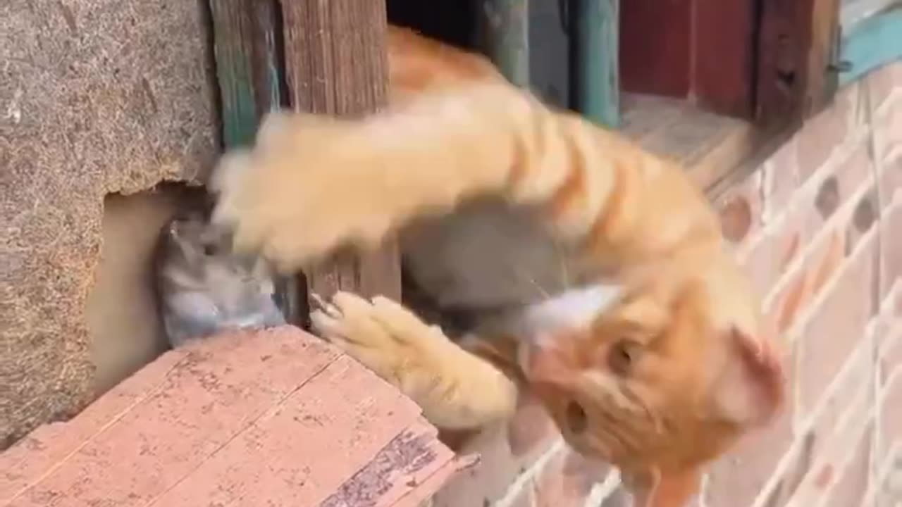 Real Life Tom And Jerry