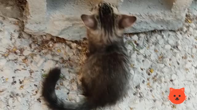 Two Kittens Playing Near A Hollow Block