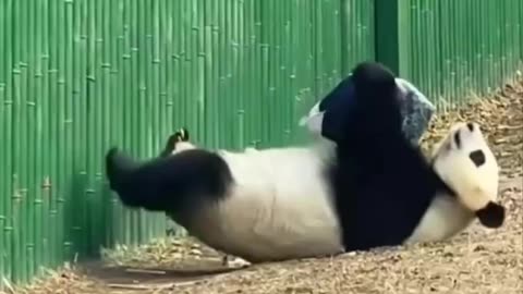 Panda getting those sit-up crunches done 🤣