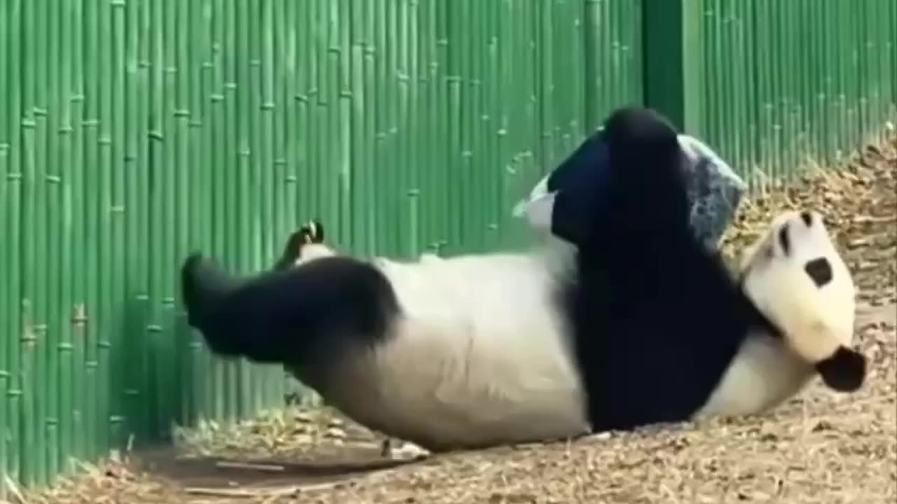 Panda getting those sit-up crunches done 🤣