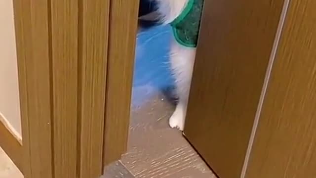 Best Funny Animal Videos 2022 😂 - Funniest Cats Videos 😻