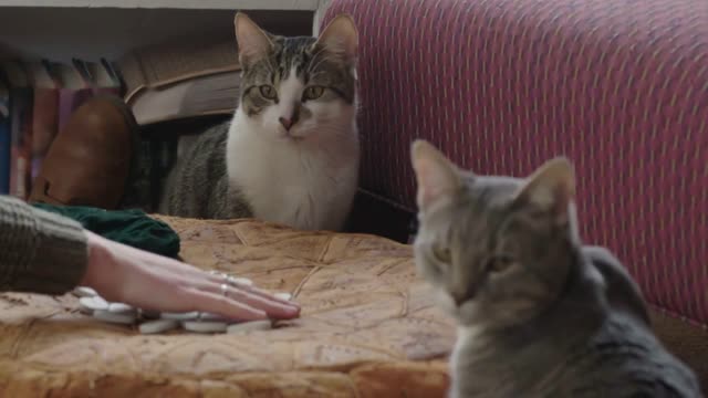 Cats watch a woman's hand hover over small pile of runestones as if seeing magic