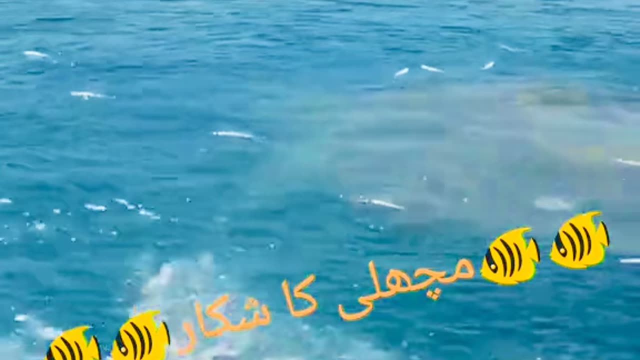 fish hunting with blast amazing video