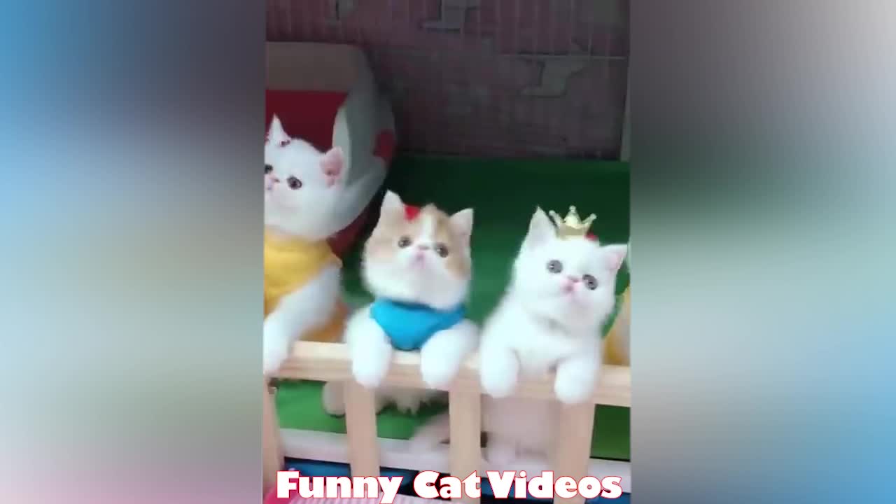 Funny Cat Videoss #1