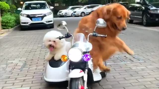 A Kind and Helpful Dog！