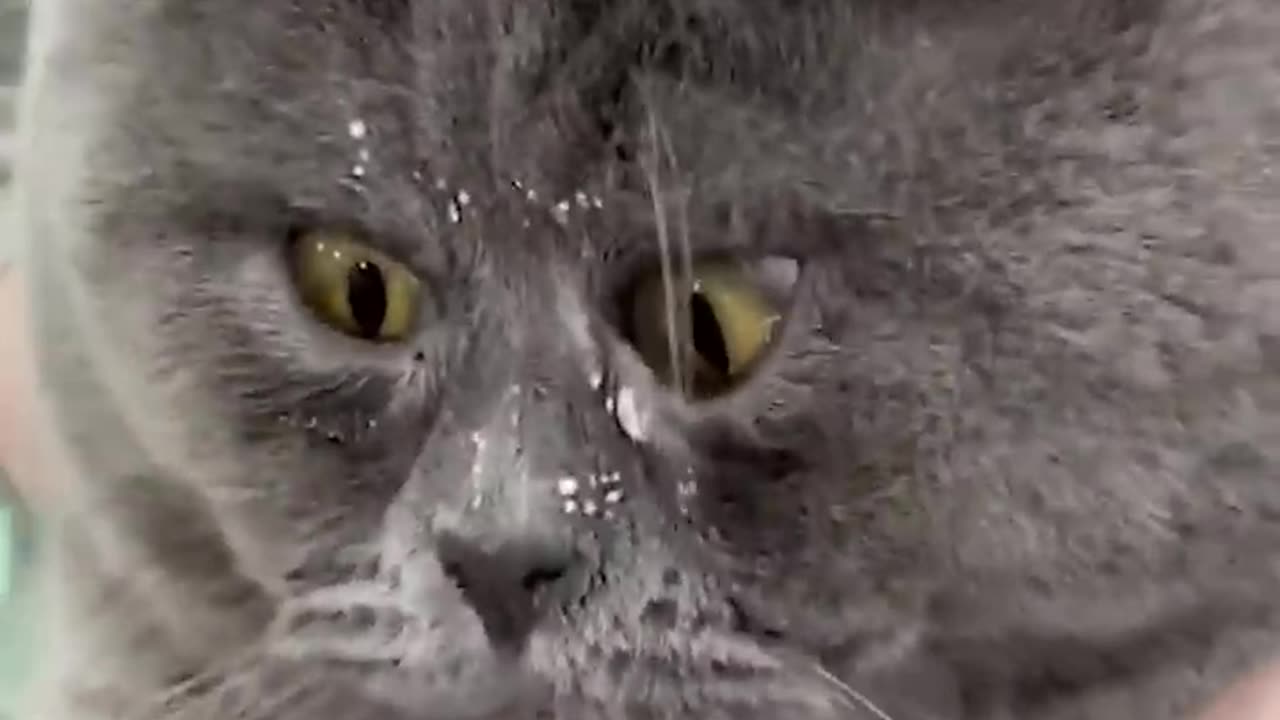 Funny animals-Funny cats-Funny Dog