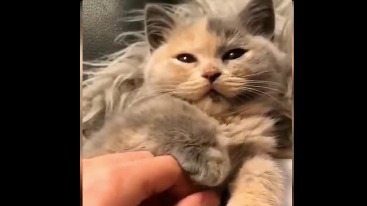 Funny Cat Moments #8