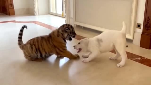 dog vs tiger funny video | funny video | fight video