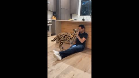 Pet serval loves getting attention from her owner