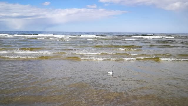 A seagull in the sea