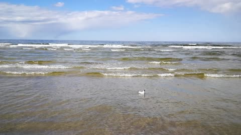 A seagull in the sea