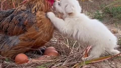 It's cold. The dog asks the mother chicken to keep warm!